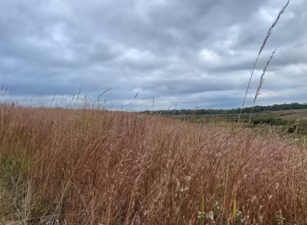 little bluestem on a hill with cloudy sky