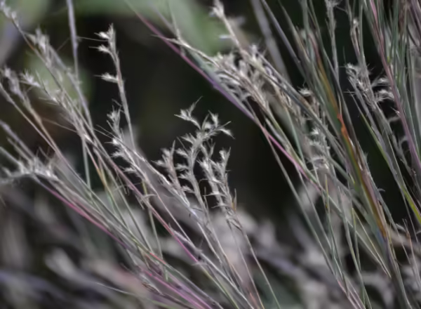 white fluffy spikelets of little bluestem