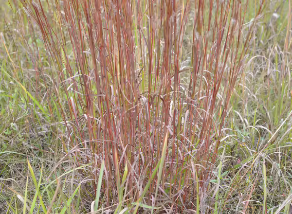 red stems of little bluestem