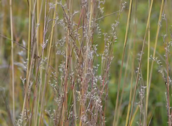 little bluestem in bloom