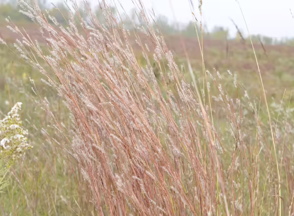 clump of little bluestem in fall