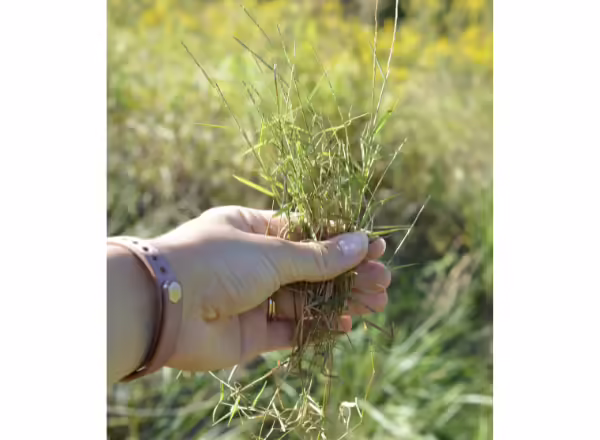 hand holding a clump of grass