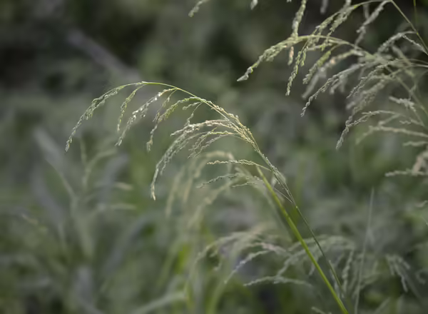 grass in bloom with curved inflorescence