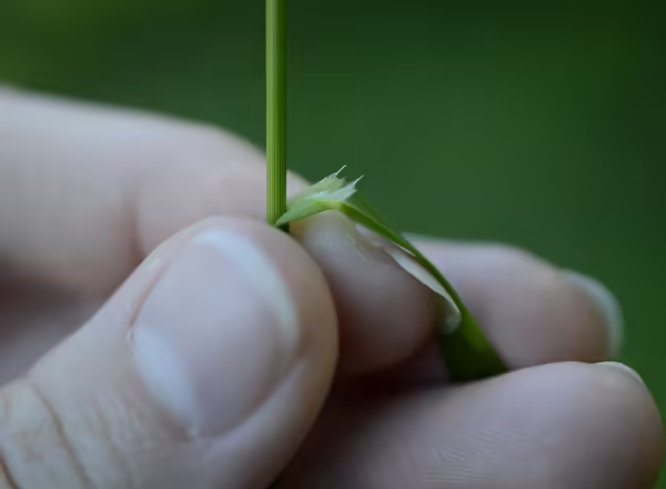 hand holding grass stem with leaf pulled back to show membranous ligule