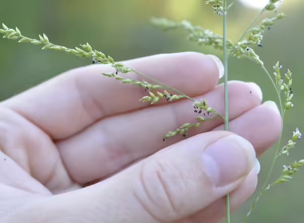 hand holding grass inflorescence with purple anthers