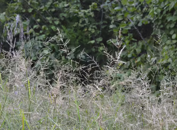 clump of grass in bloom