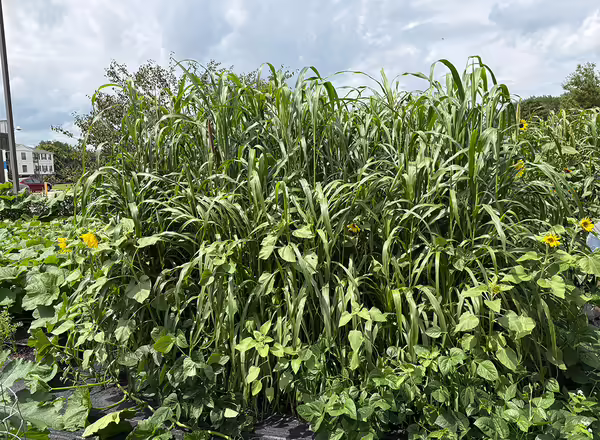 mix of grass and broadleaf cover crop species growing in a garden plot