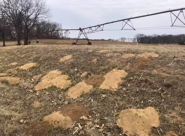 mounds of light tan soil that are gopher burrows