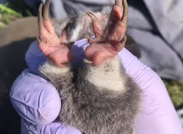 gopher claws held by gloved hand