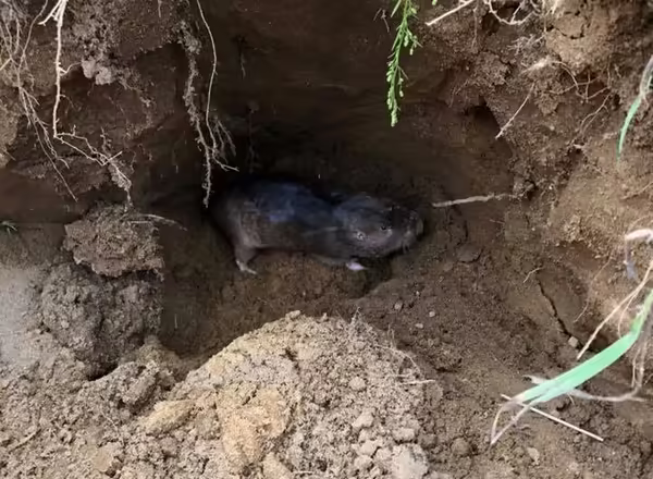 gopher in burrow