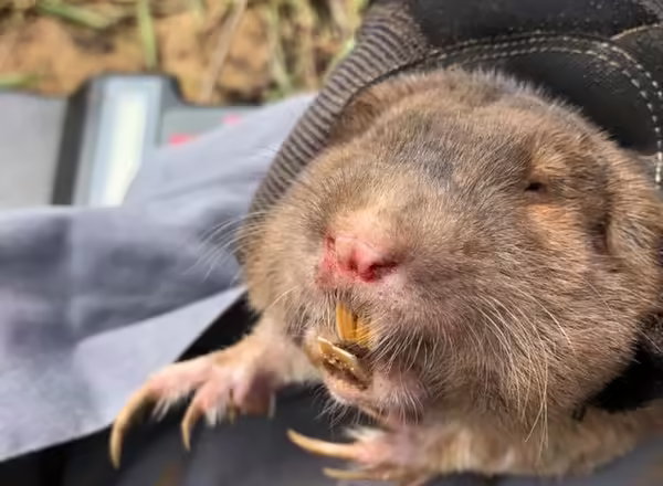 brown gopher