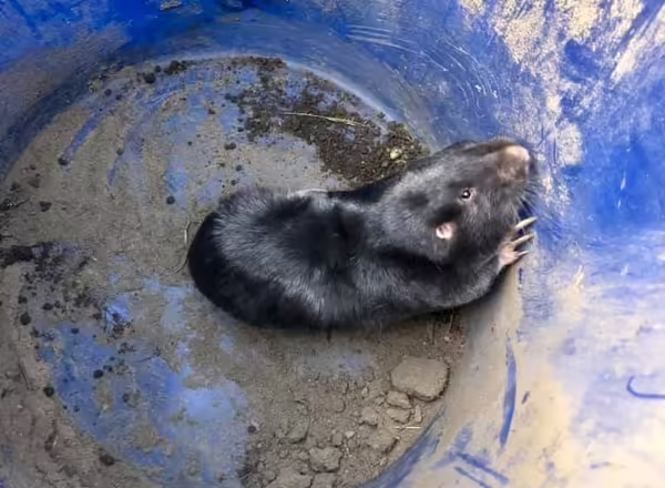 dark brown gopher in blue bucket