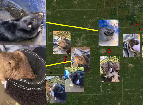 map of gopher locations in Illinois