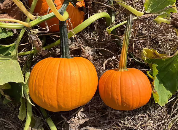 two orange pumpkins attached to vine in field
