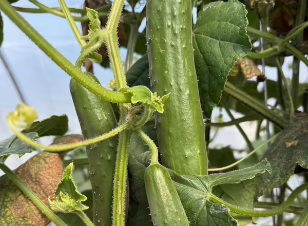 cucumbers hanging from a vine