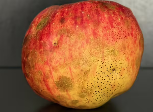 yellow and red blushed apple with tiny black spots in a grouping on the skin