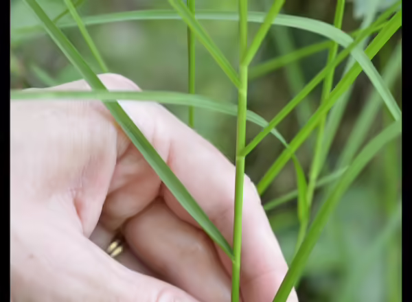 hand holding grass