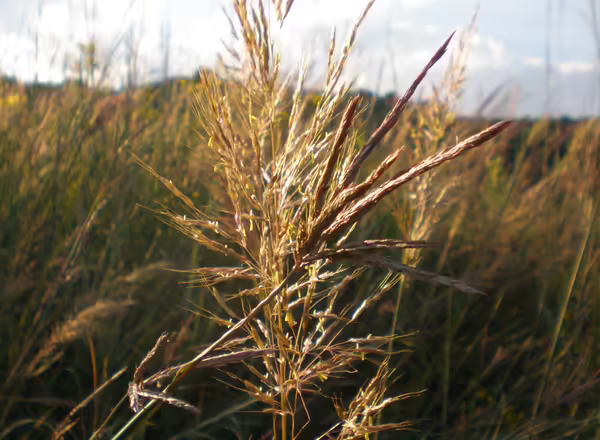 The bloom of Yellow Indiangrass and Big Bluestem. Photo by Emily Swihart