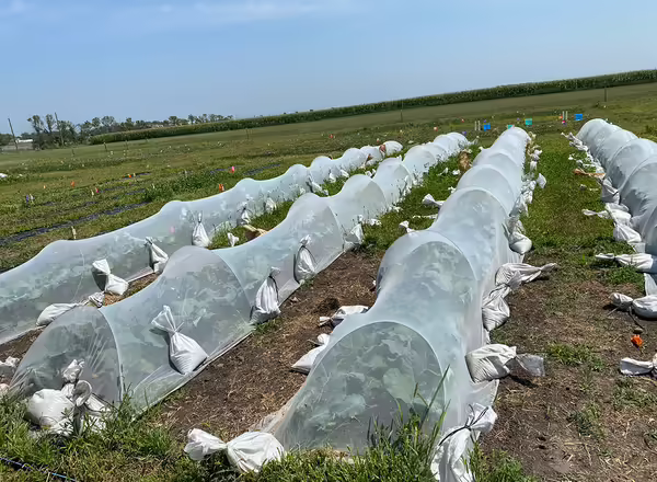 white netting stretched over rows of broccoli plants