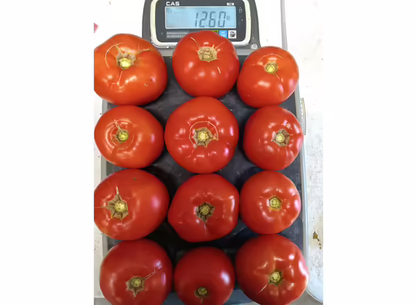 twelve red ripe tomatoes on a scale with a weight displayed of 12.6 pounds.