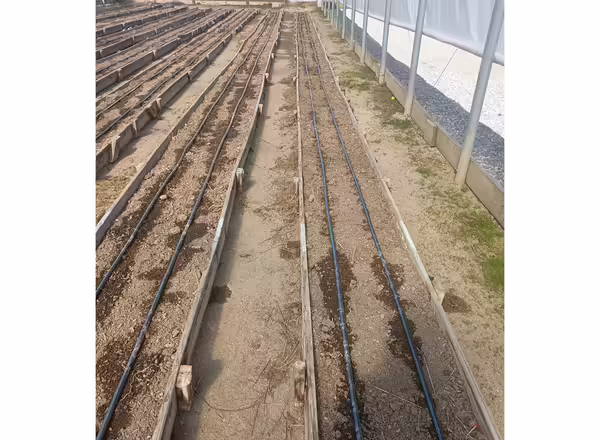 Rows of raised beds in a high tunnel with two black drip irrigation lines running on the top of each row