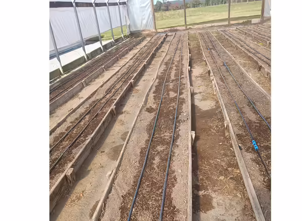Rows of raised beds in a high tunnel with two black drip irrigation lines running on the top of each row