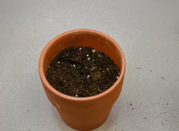 pot partially filled with potting media