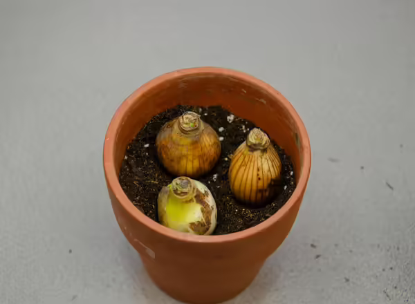 pot partially filled with potting media with daffodil bulbs