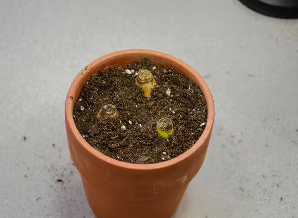 pot filled with potting media with tops of daffodil bulbs sticking out of media
