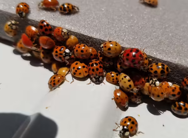 The Asian lady beetle can be seen congregating around windows and doors on warm fall days as they seek overwintering refuge in our homes.
