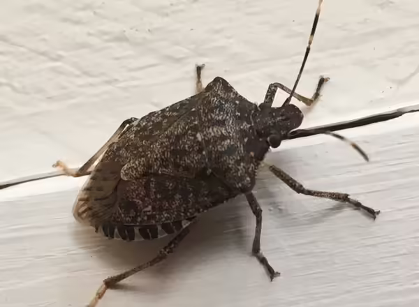 The brown marmorated stink bug is an increasingly detrimental pest on a wide range of agricultural crops that commonly seeks shelter in our homes over winter.