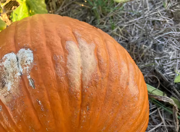 A orange pumpkin with a white spot on it