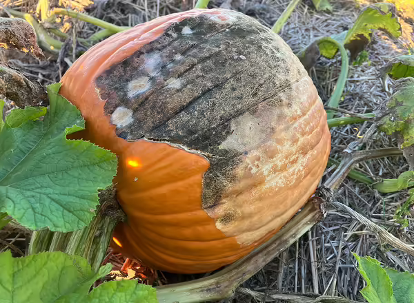 An orange pumpkin growing on the ground with most of the rind covered in a black mold