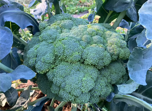 A head of broccoli still in the plant but ready for harvest.
