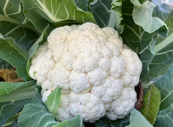a white head of cauliflower growing on the green plant