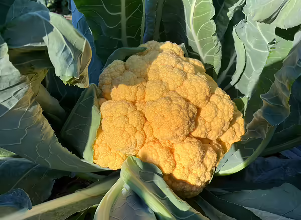 yellow head of cauliflower growing in a field