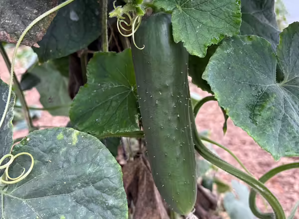 A cucumber growing on a plant