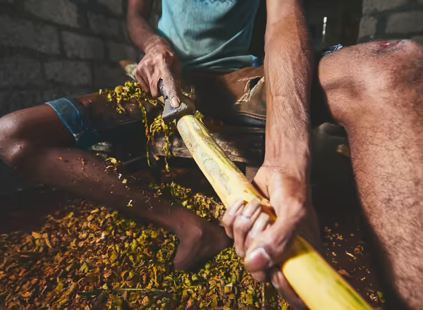 Removing outer bark from a cinnamon branch