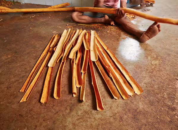 Inner bark removed from a cinnamon branch.