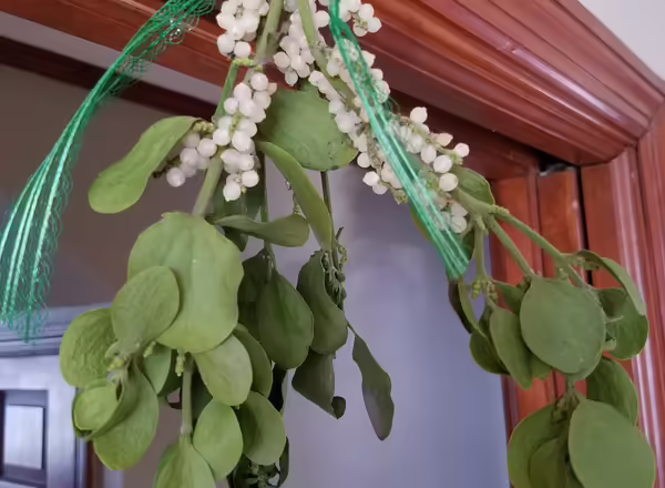 American Mistletoe hanging in a doorway