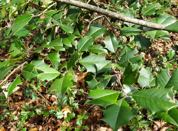 American Holly, Ilex opaca. Photo by Ryan Pankau