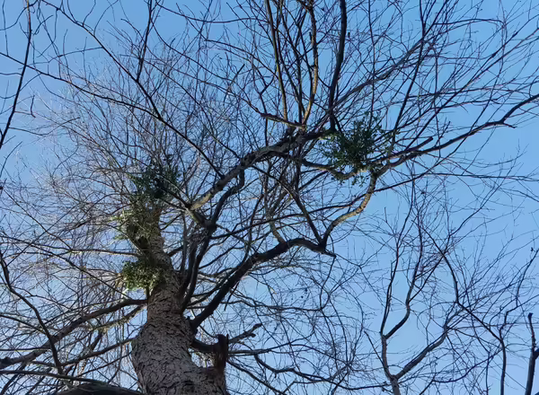 American Mistletoe growing in a tree