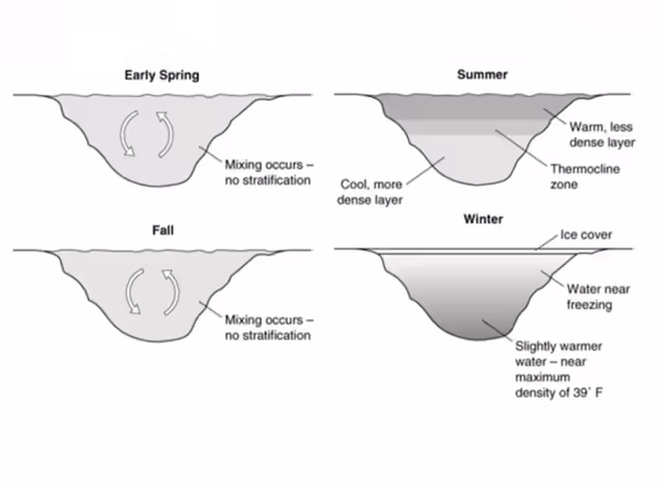 illustrations of 4 seasons of pond layers