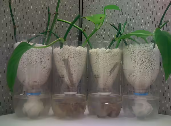 plants being grown in bottles using a wick hydroponic setup