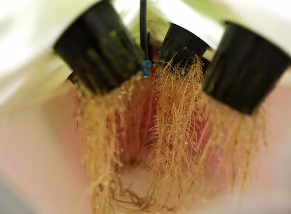 plant roots inside of an aeroponic setup