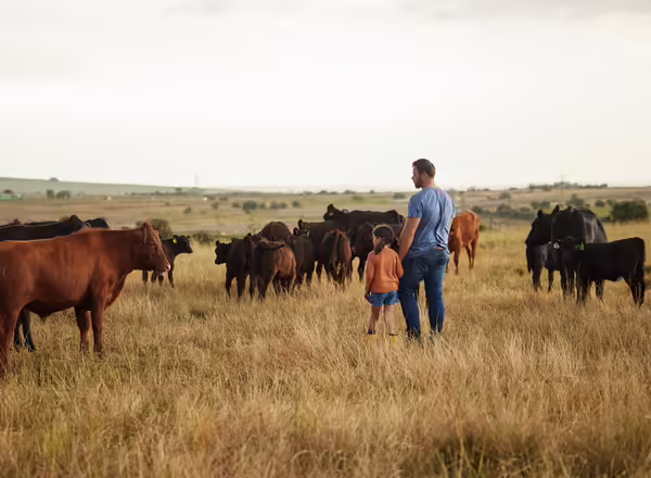 A man and young girl looking at a field of cattle.