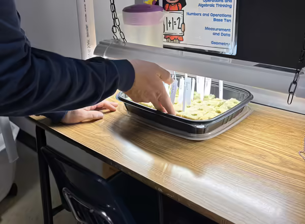 Extension staff member checks the mositure level of seedlings planted by students