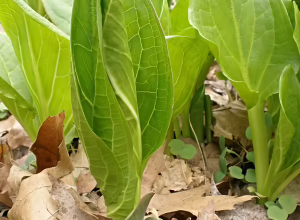 Leaves of skunk cabbage emerging from the ground