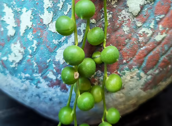 Close up of String of Pearls