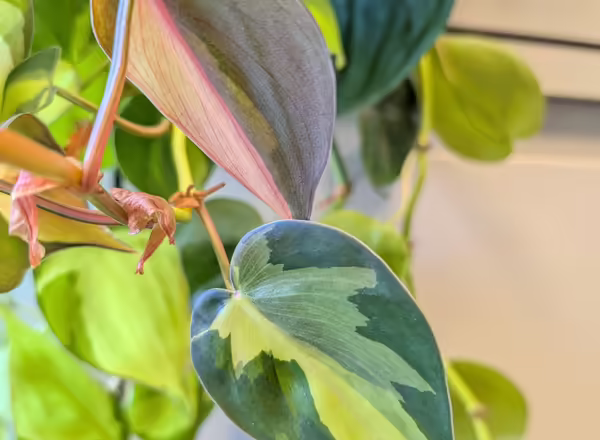 Philodendron close up
